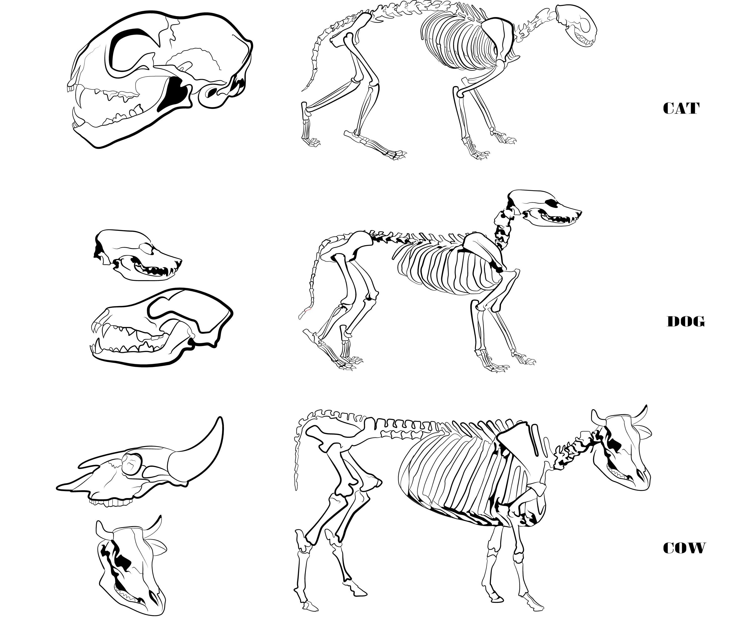 Cat, dog and cow skeletons and skulls